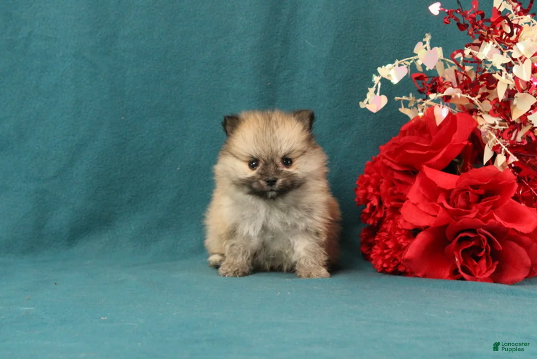 Pomeranian dogs for sale: Valentino - Ad 1