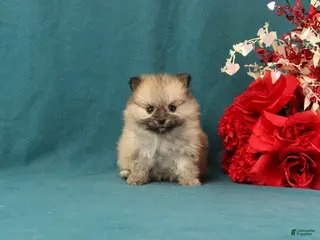 Pomeranian dogs Valentino - Ad 25