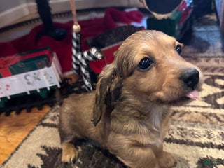 Dachshund dogs Little Lady 1 - Ad 30