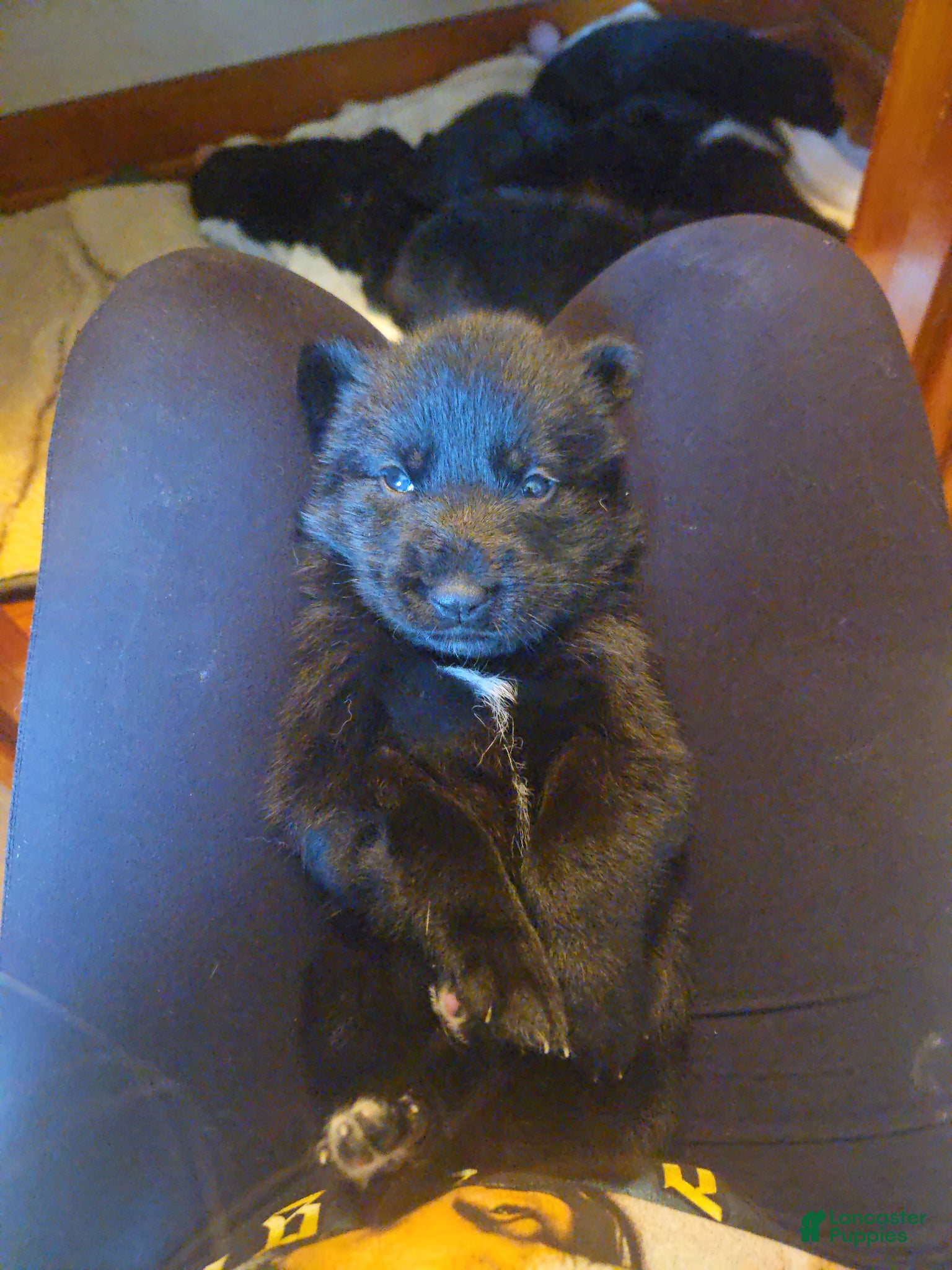 German Shepherd dogs for sale: German Shepherd Puppy 5 - Ad 3