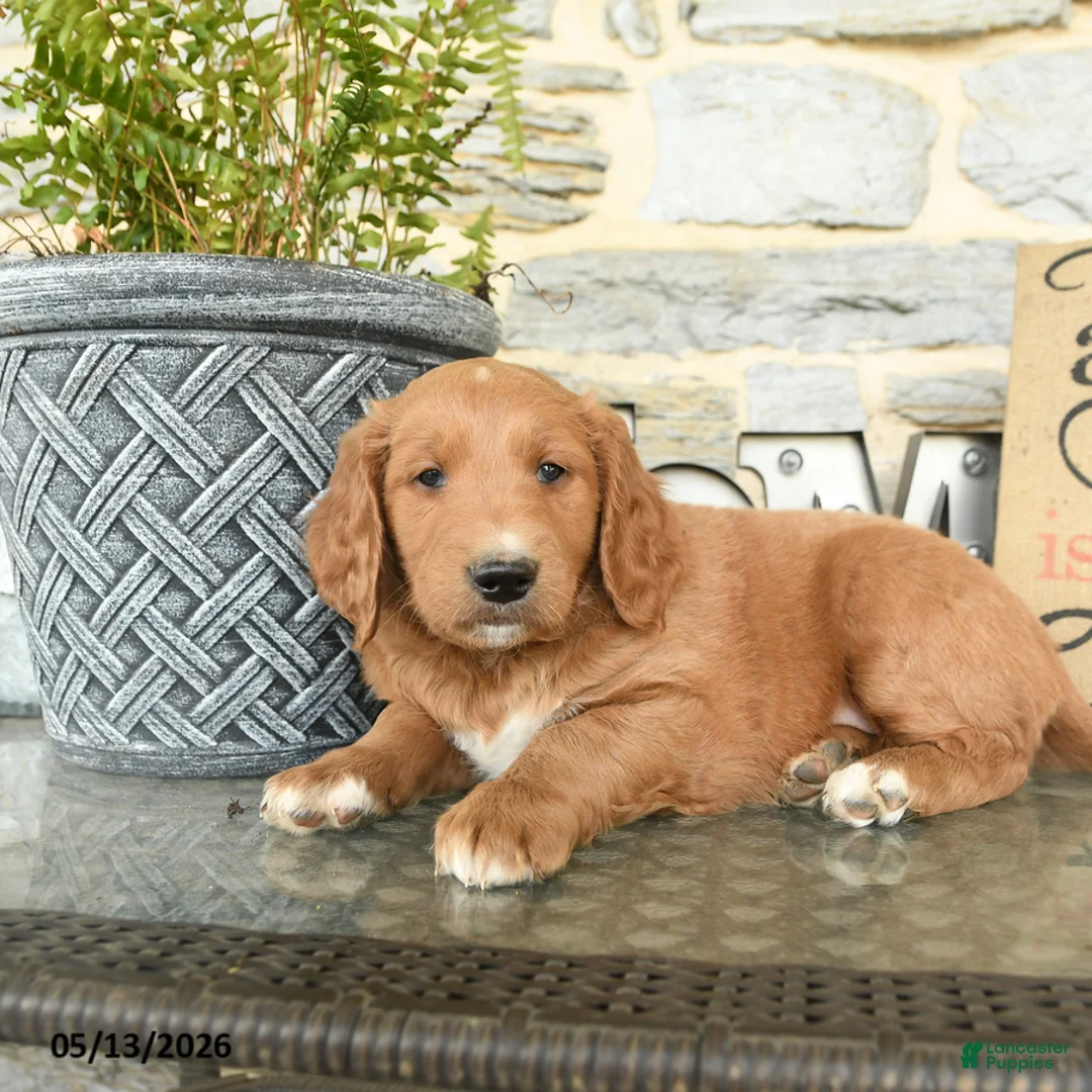 Goldendoodle dogs for sale: Jack  - Ad 2
