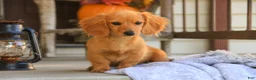 Miniature Dachshund dogs for sale: Rusty Miniature Dachshund  - Ad 6