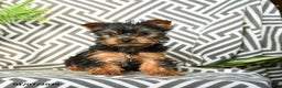 Yorkshire Terrier dogs for sale: Kevin - Ad 2