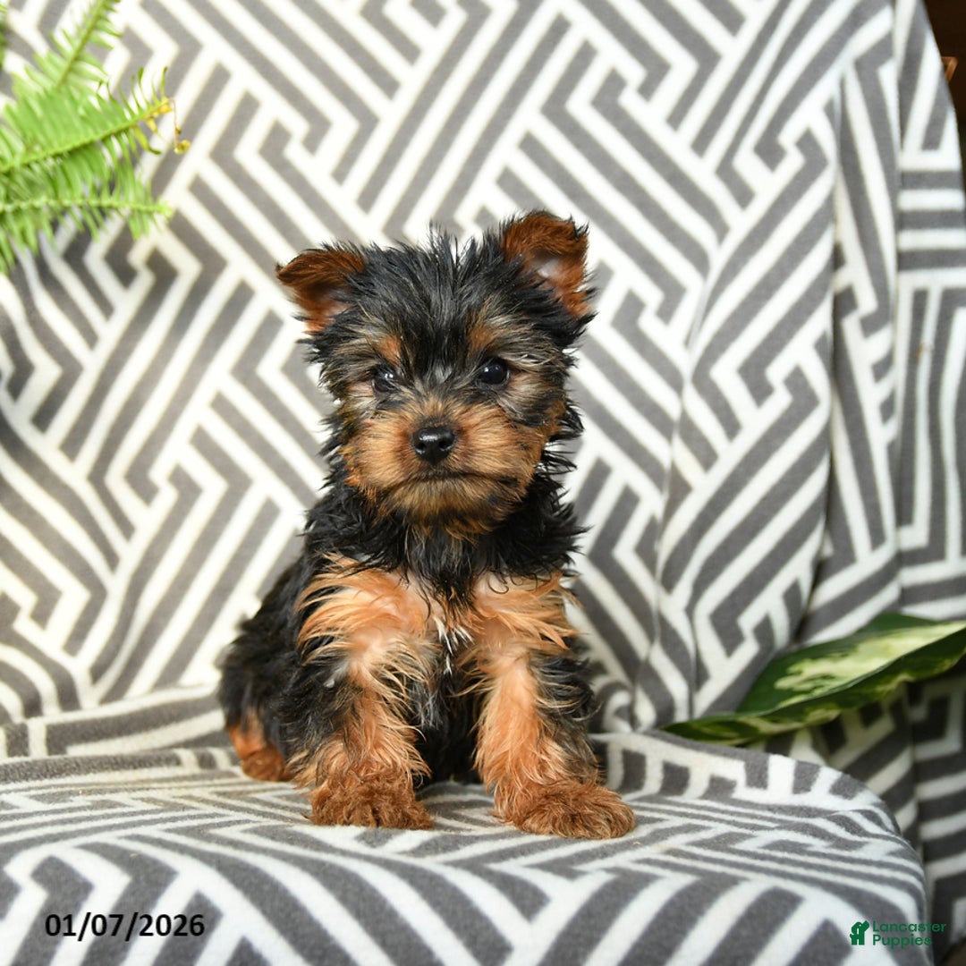 Yorkshire Terrier dogs for sale: Kevin - Ad 2