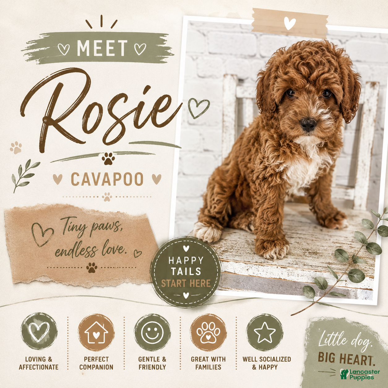 Cavapoo dogs Rosie - Ad 1