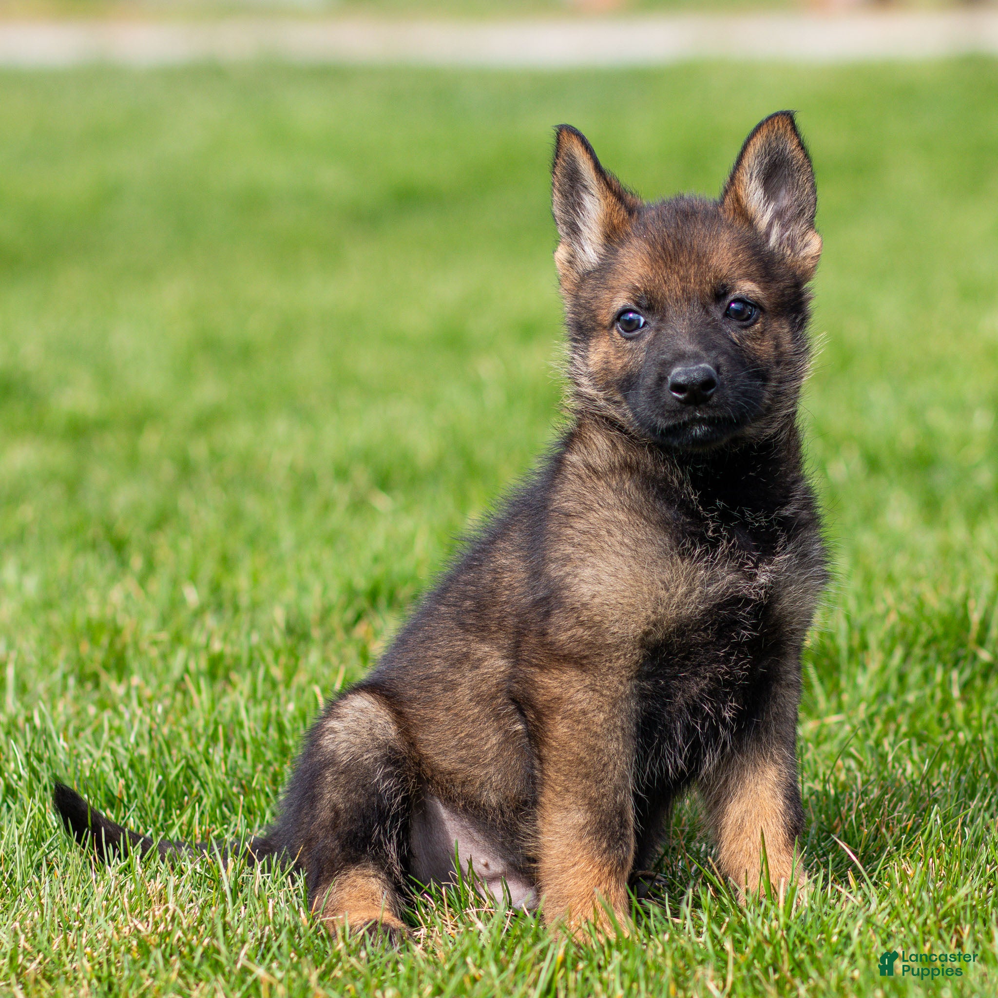 German Shepherd dogs Sarge German Shepherd Puppy  - Ad 2
