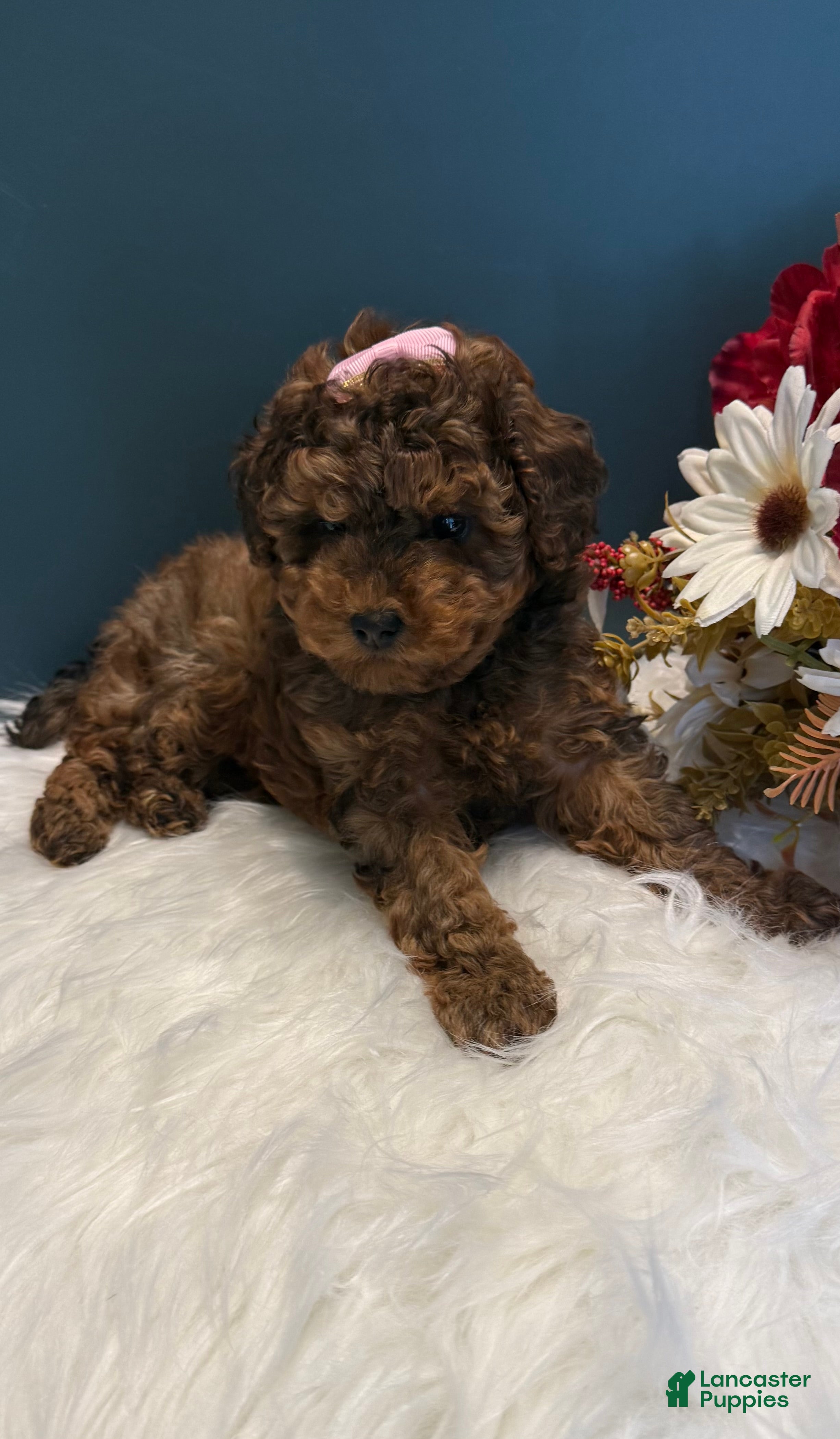 Toy Poodle dogs Ruth teacup - Ad 1