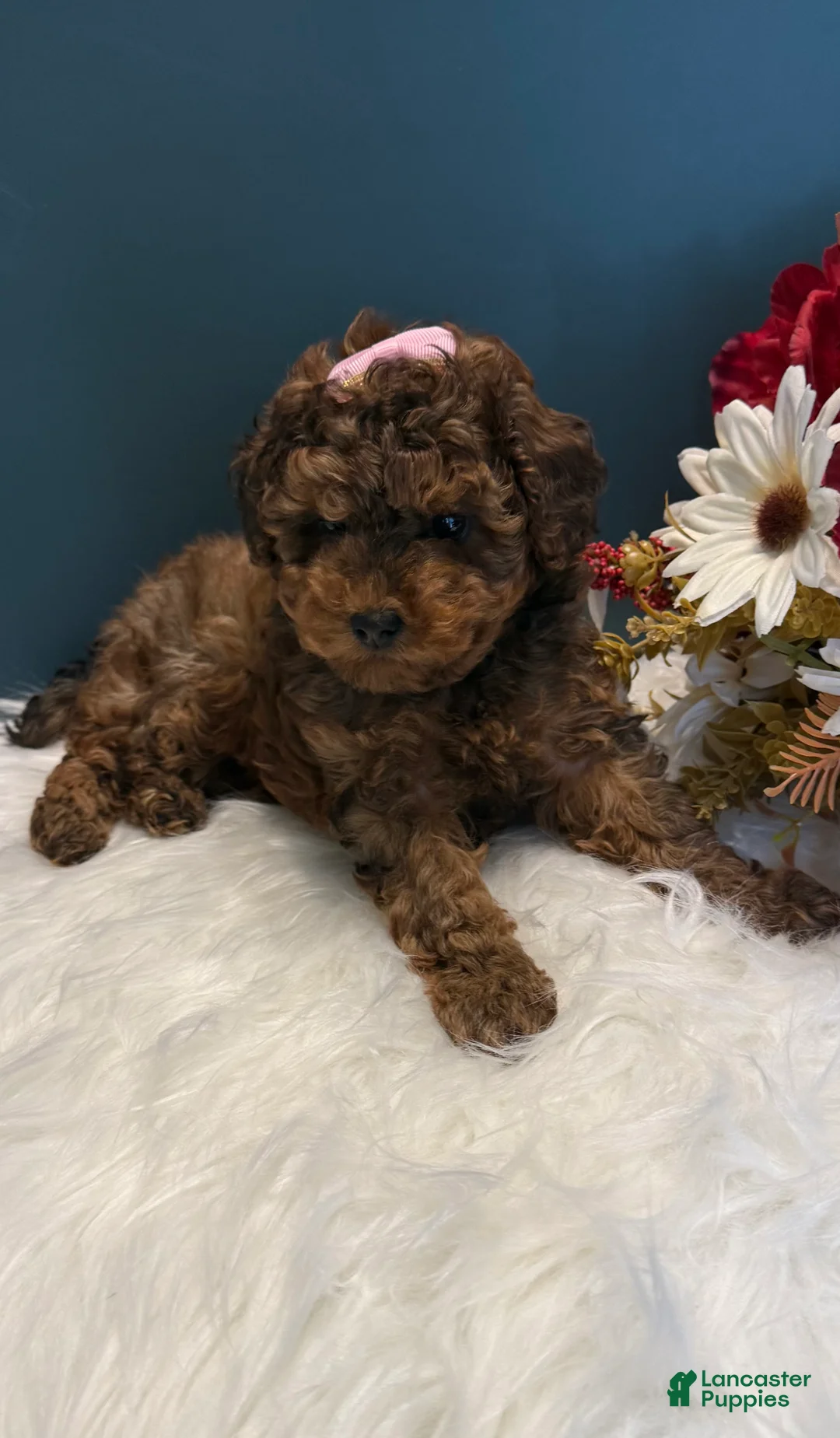 Toy Poodle dogs for sale: Ruth teacup - Ad 1