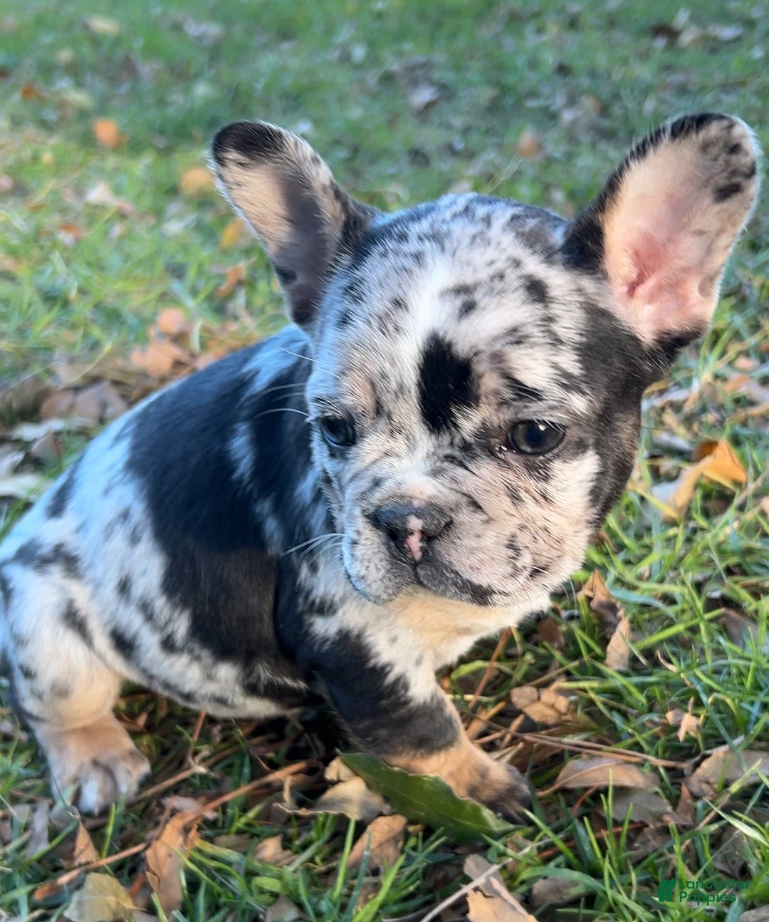 French Bulldog dogs for sale: Fluffy Carrier Tri Merle - Ad 2