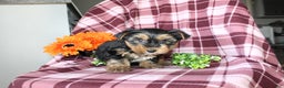 Yorkshire Terrier dogs for sale: Mason - Ad 8