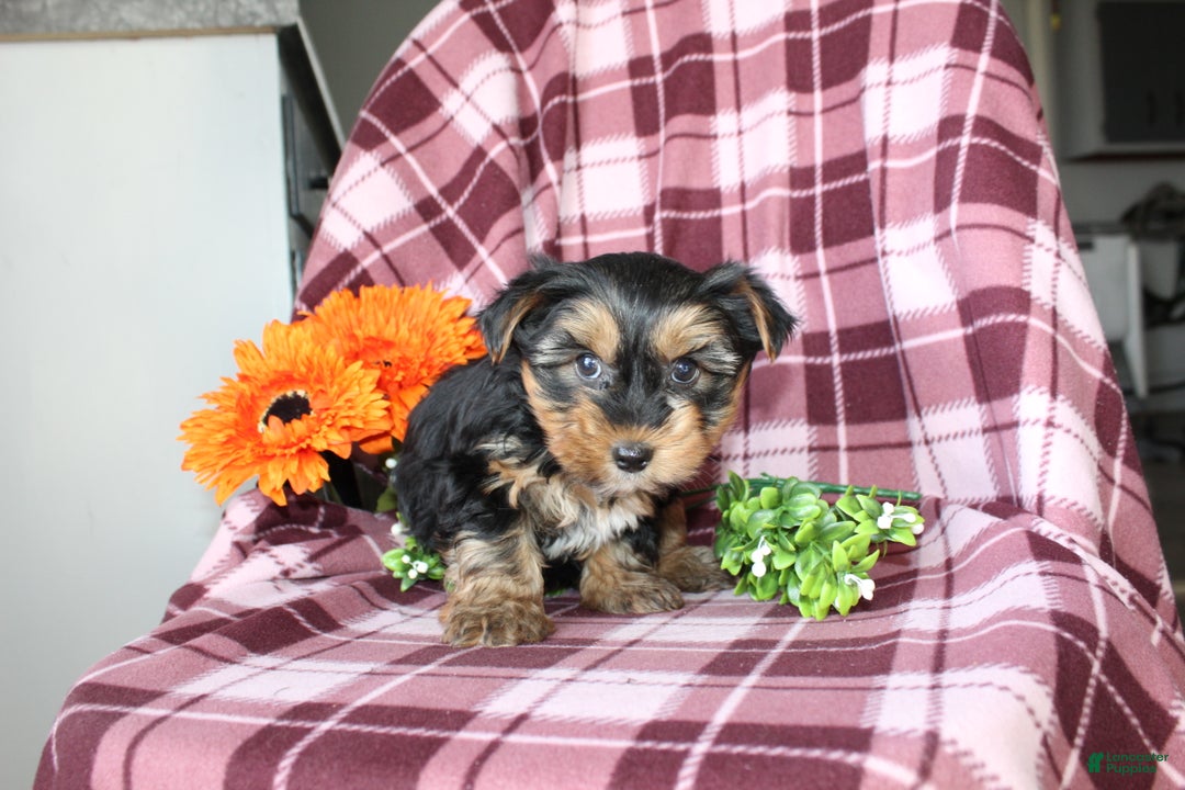 Yorkshire Terrier dogs for sale: Mason - Ad 8