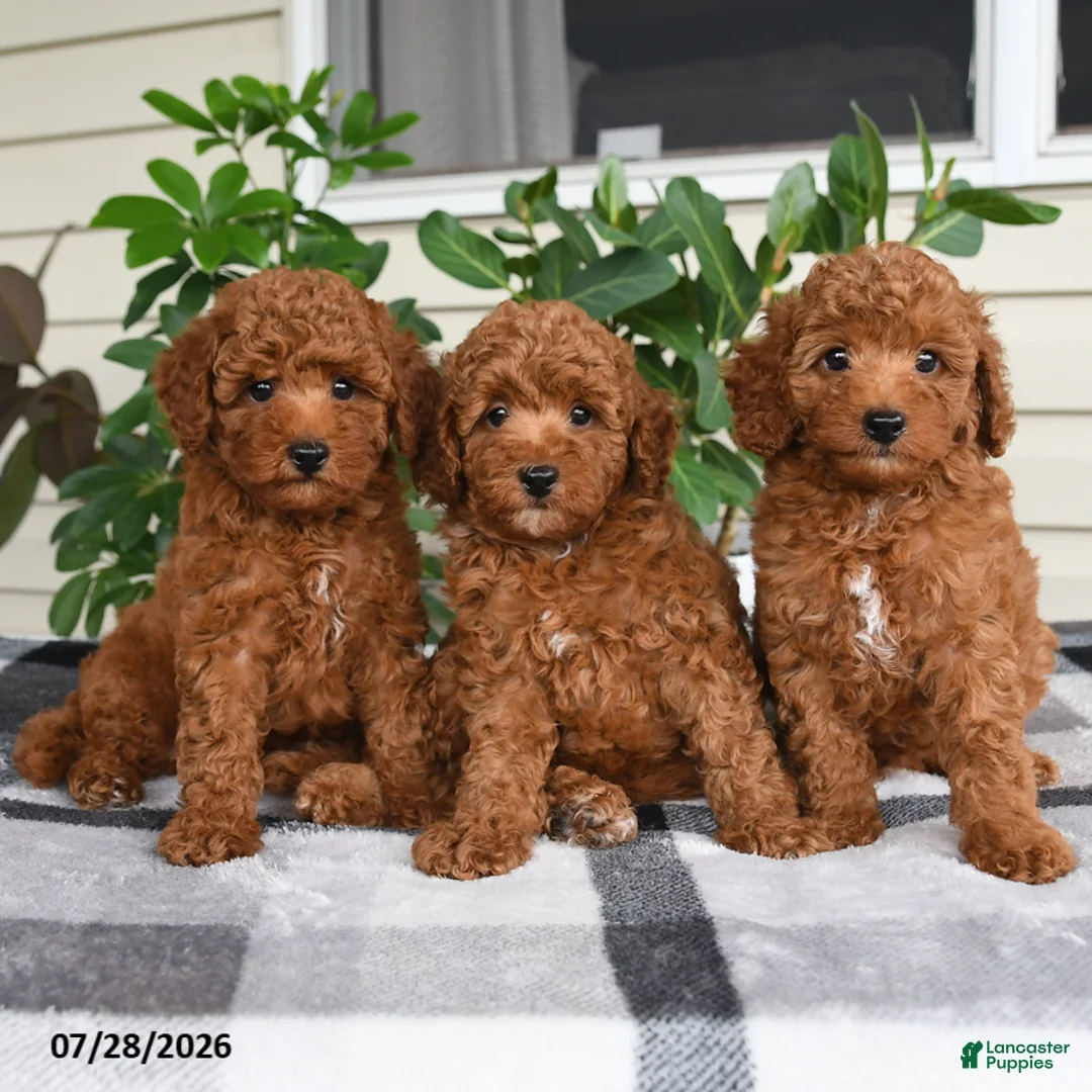 Miniature Poodle dogs for sale: Waylon - Ad 5