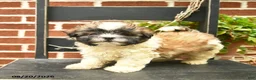 Malshi dogs for sale: Coco  - Ad 1