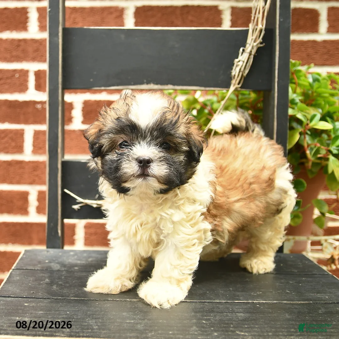 Malshi dogs for sale: Coco  - Ad 1