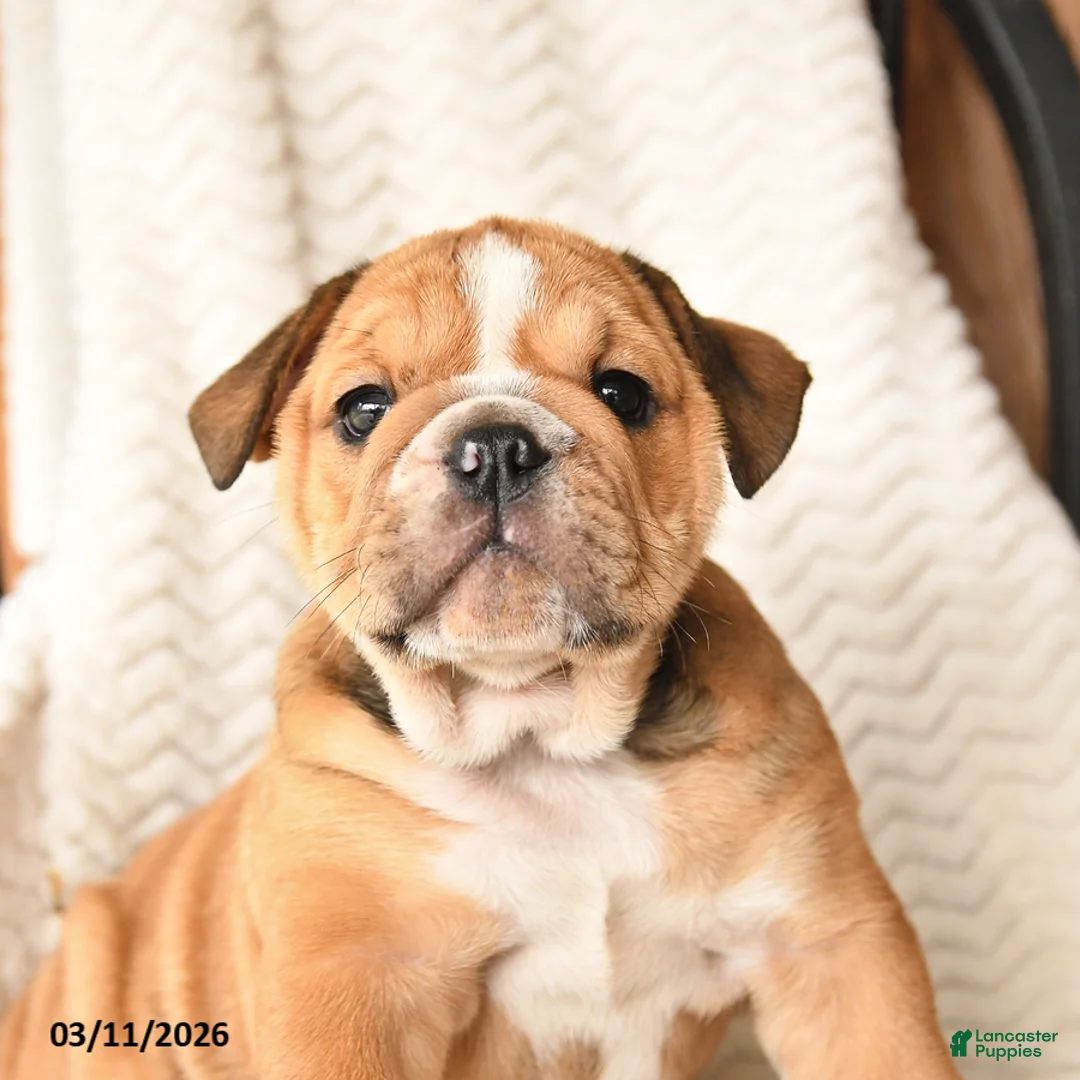 English Bulldog dogs for sale: Mindy - Ad 2