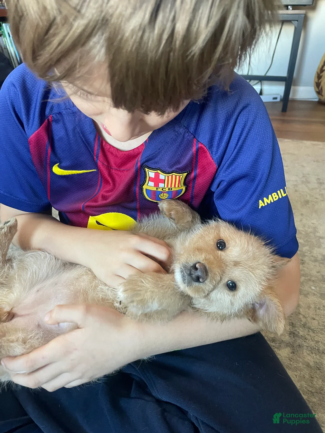 Mixed Breed dogs for sale: Harper Lee - Ad 5