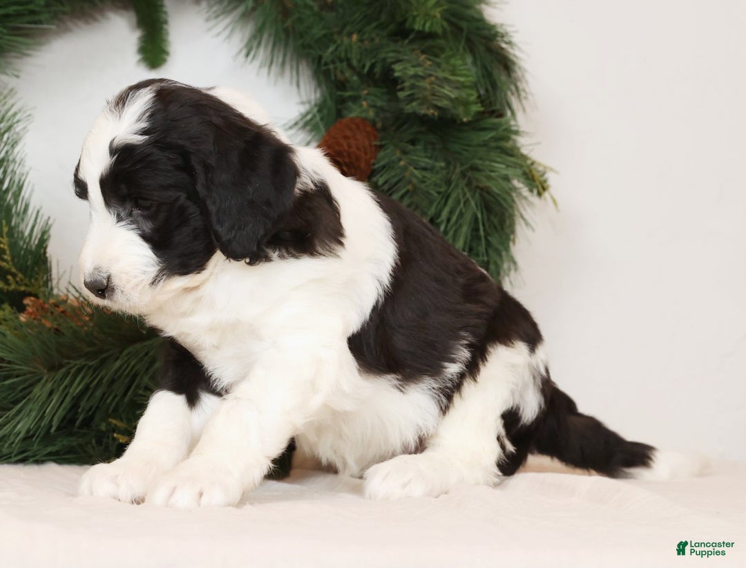 Saint Berdoodles dogs for sale: Lotty - Ad 4