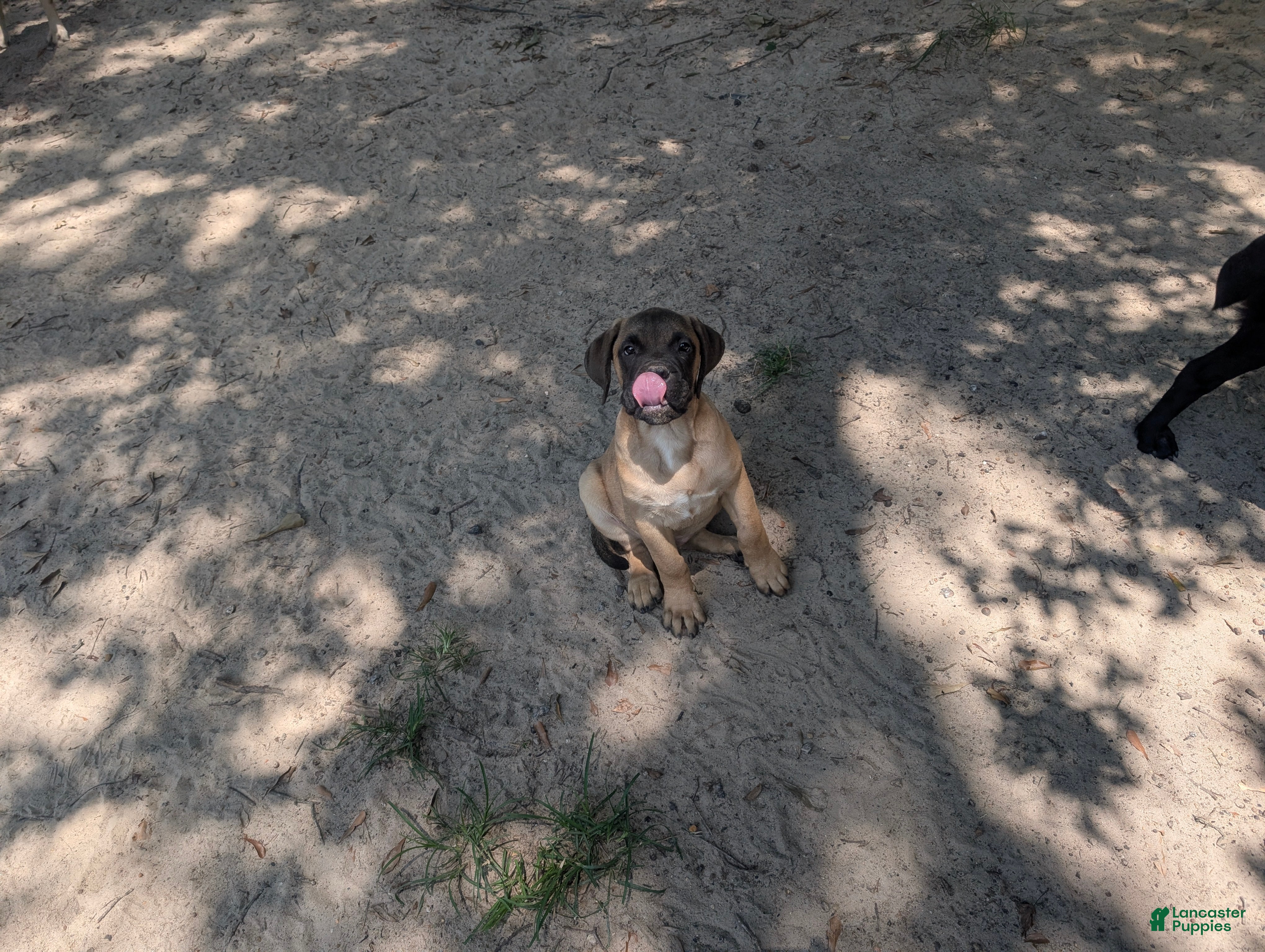 Bullmastiff dogs Bullmastiff Puppy 3 - Ad 1
