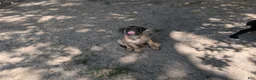 Bullmastiff dogs for sale: Bullmastiff Puppy 3 - Ad 2