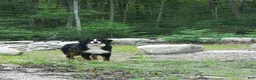 Bernese Mountain Dog dogs for sale: Boone - Ad 6