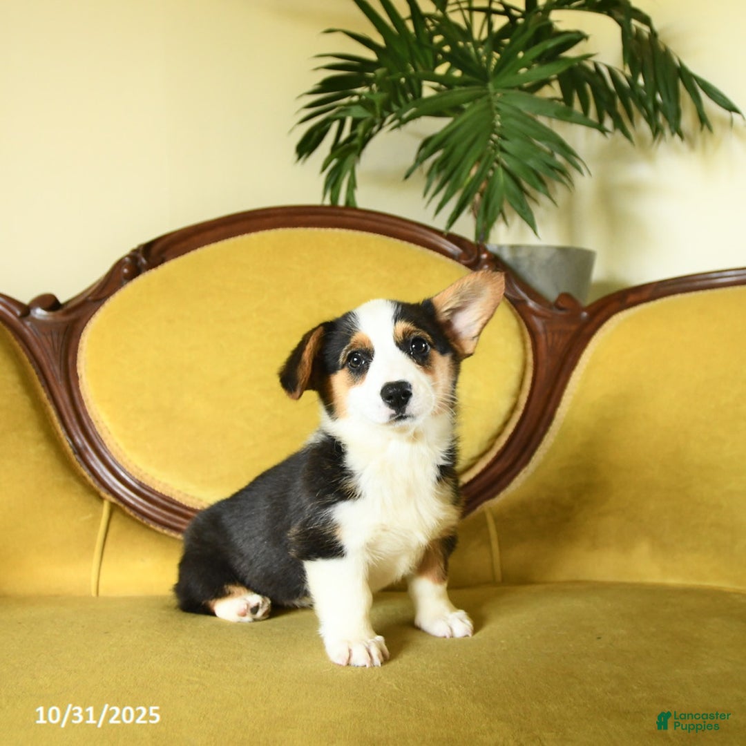 Welsh Corgi Pembroke dogs for sale: Nickle  - Ad 15
