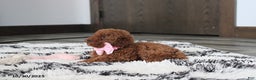 Toy Poodle dogs for sale: Pearl - Ad 9