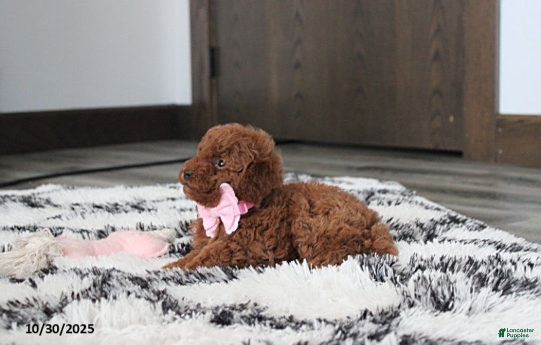 Toy Poodle dogs for sale: Pearl - Ad 9