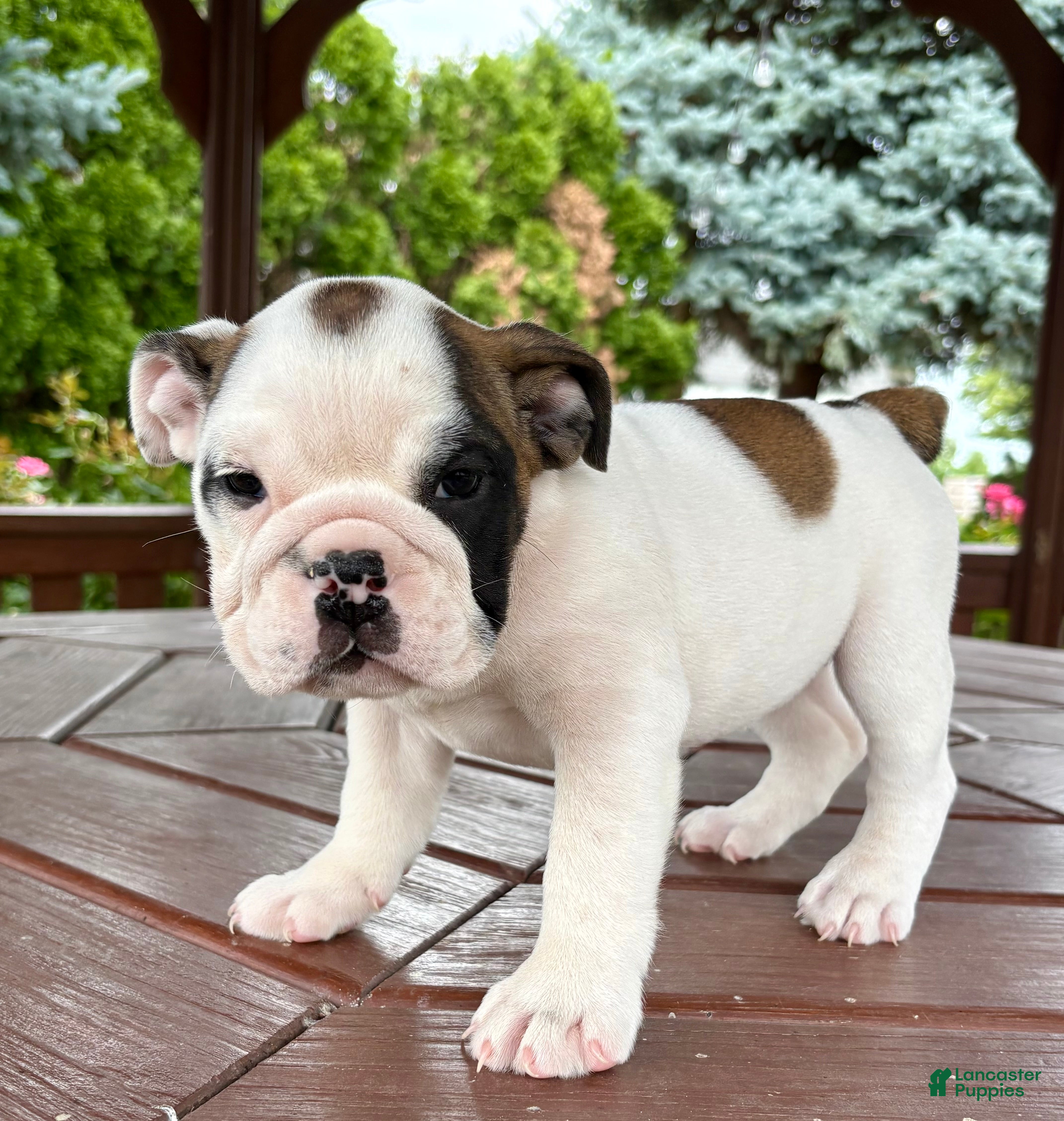 English Bulldog dogs Scarlet - Ad 1