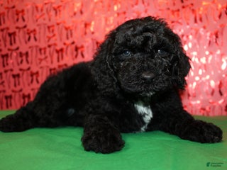 Miniature Poodle dogs Loki - Ad 30