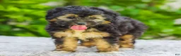 Mini Aussiedoodle dogs for sale: Velvet - Ad 5
