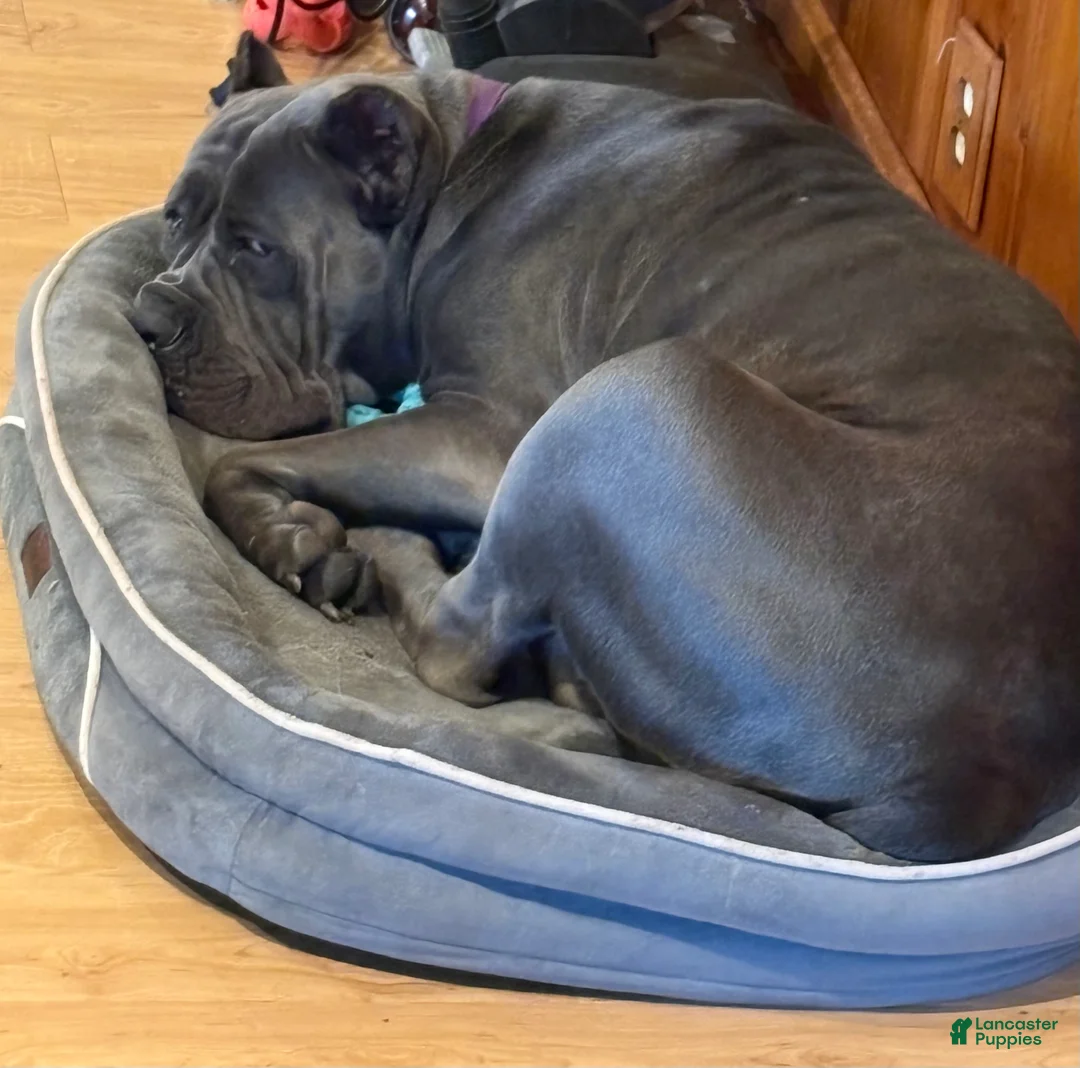 Cane Corso dogs for sale: Cane Corso Puppy 1 - Ad 3
