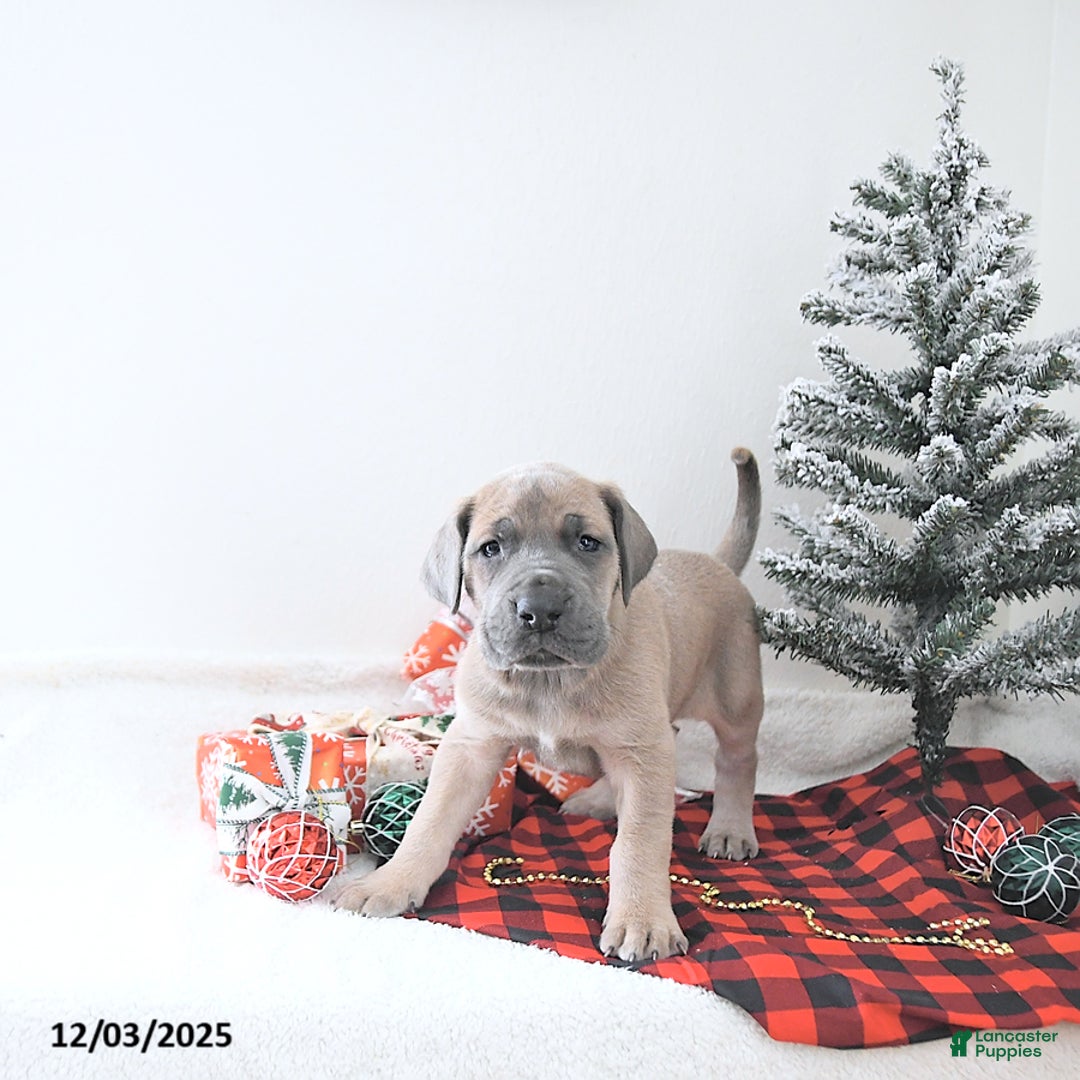 Great Dane dogs for sale: Ian - Ad 4