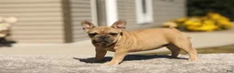 French Bulldog dogs for sale: Ocean – Fawn - Ad 10