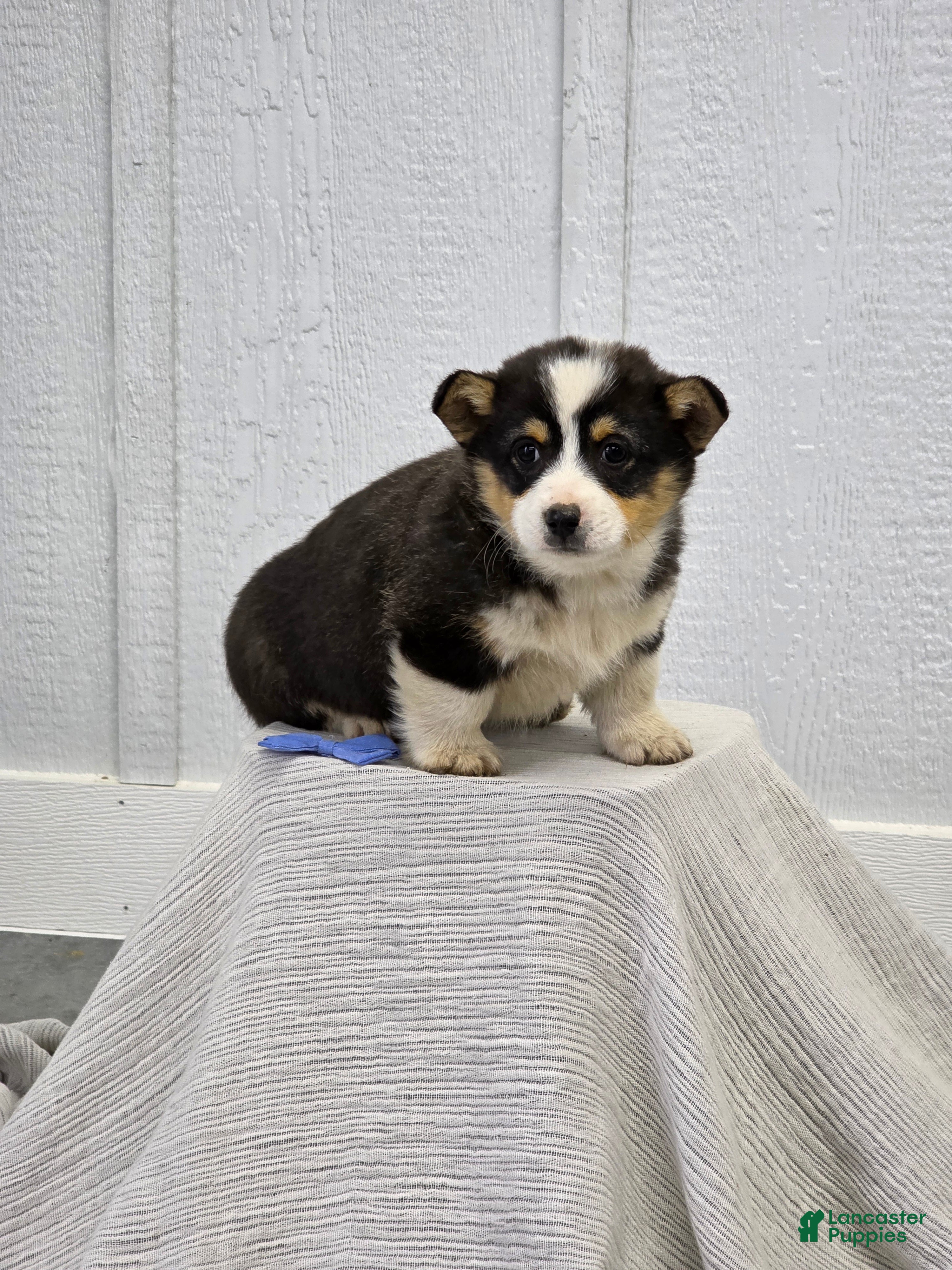 Welsh Corgi Pembroke dogs Sam - Ad 1