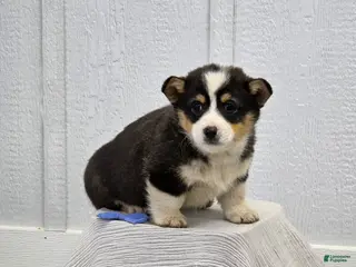 Welsh Corgi Pembroke dogs for sale: Sam - Ad 2