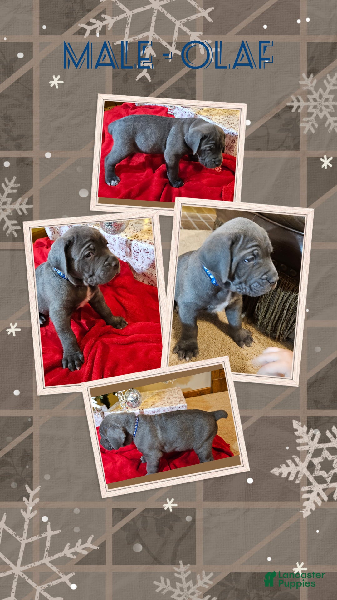 Cane Corso dogs for sale: Cane Corso Male Puppy Olaf - Ad 1