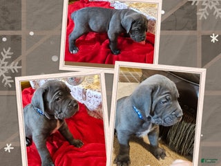 Cane Corso dogs Cane Corso Male Puppy Olaf - Ad 21