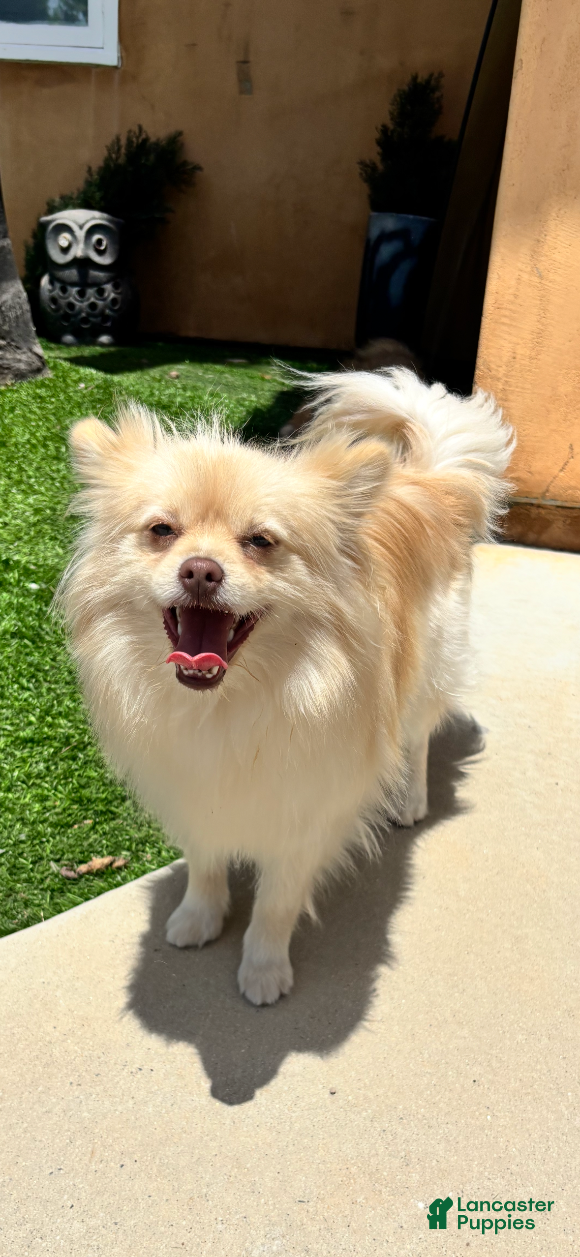 Mixed Breed dogs Lulu - Ad 1