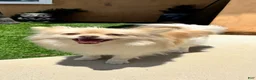 Mixed Breed dogs for sale: Lulu - Ad 1
