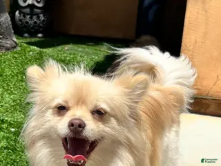 Mixed Breed dogs for sale: Lulu - Ad 2