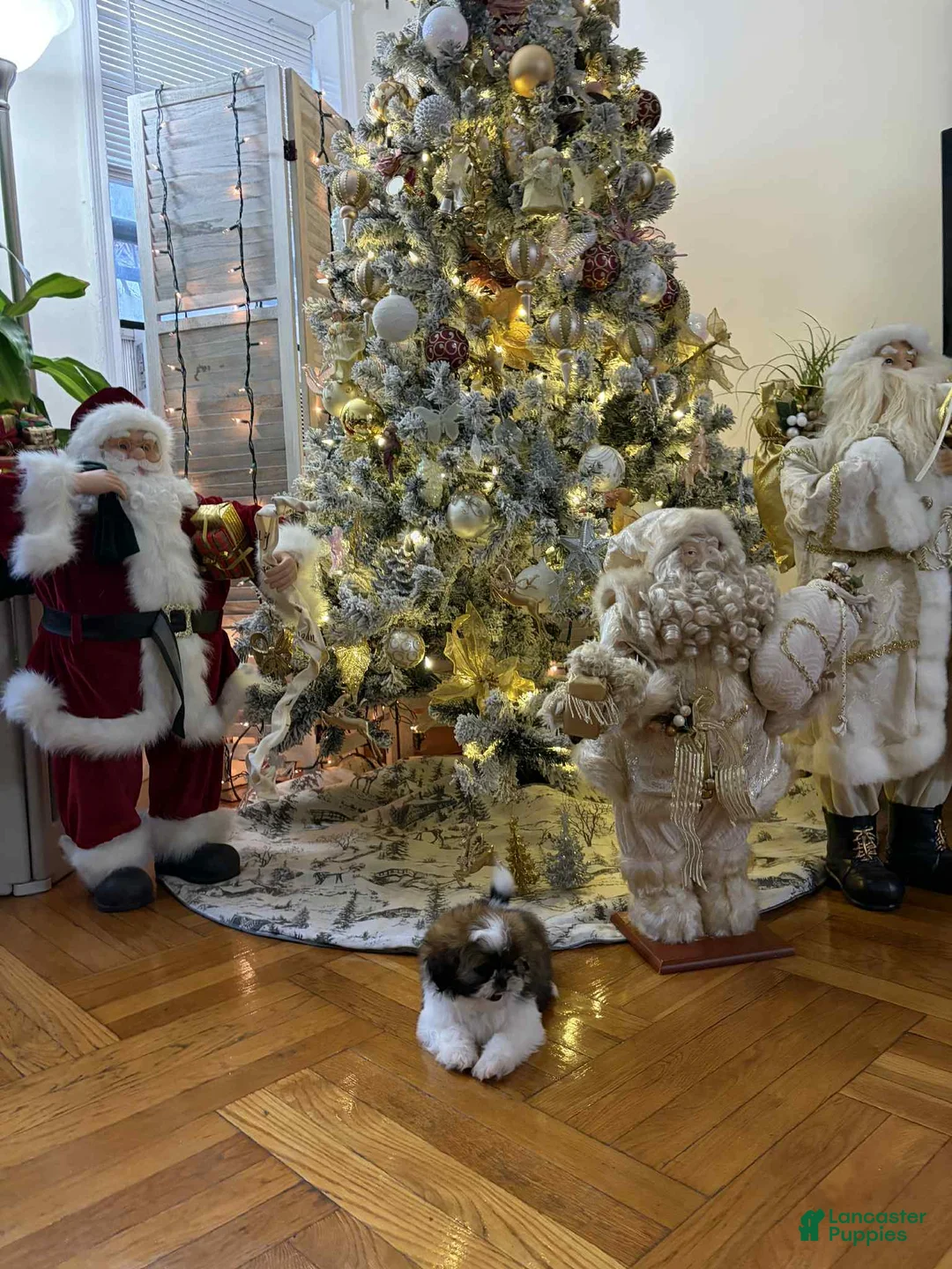 Shih Tzu dogs for sale: Ring - Ad 2