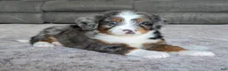 Mini Bernedoodle dogs for sale: Mini Maggie - Ad 19