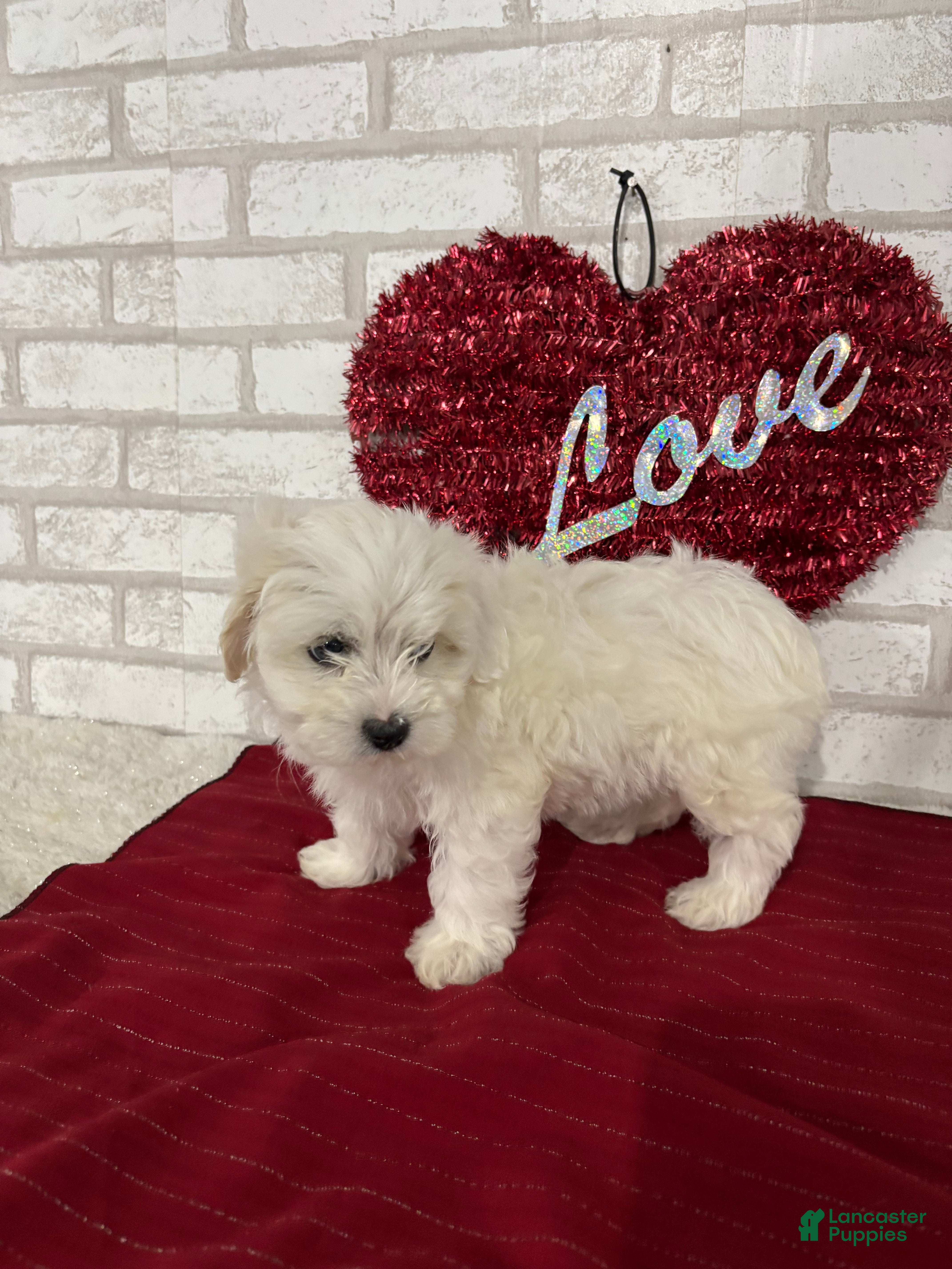 Maltipoo dogs Snowball - Ad 2