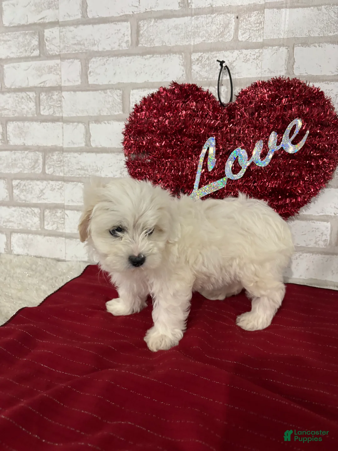 Maltipoo dogs for sale: Snowball - Ad 2