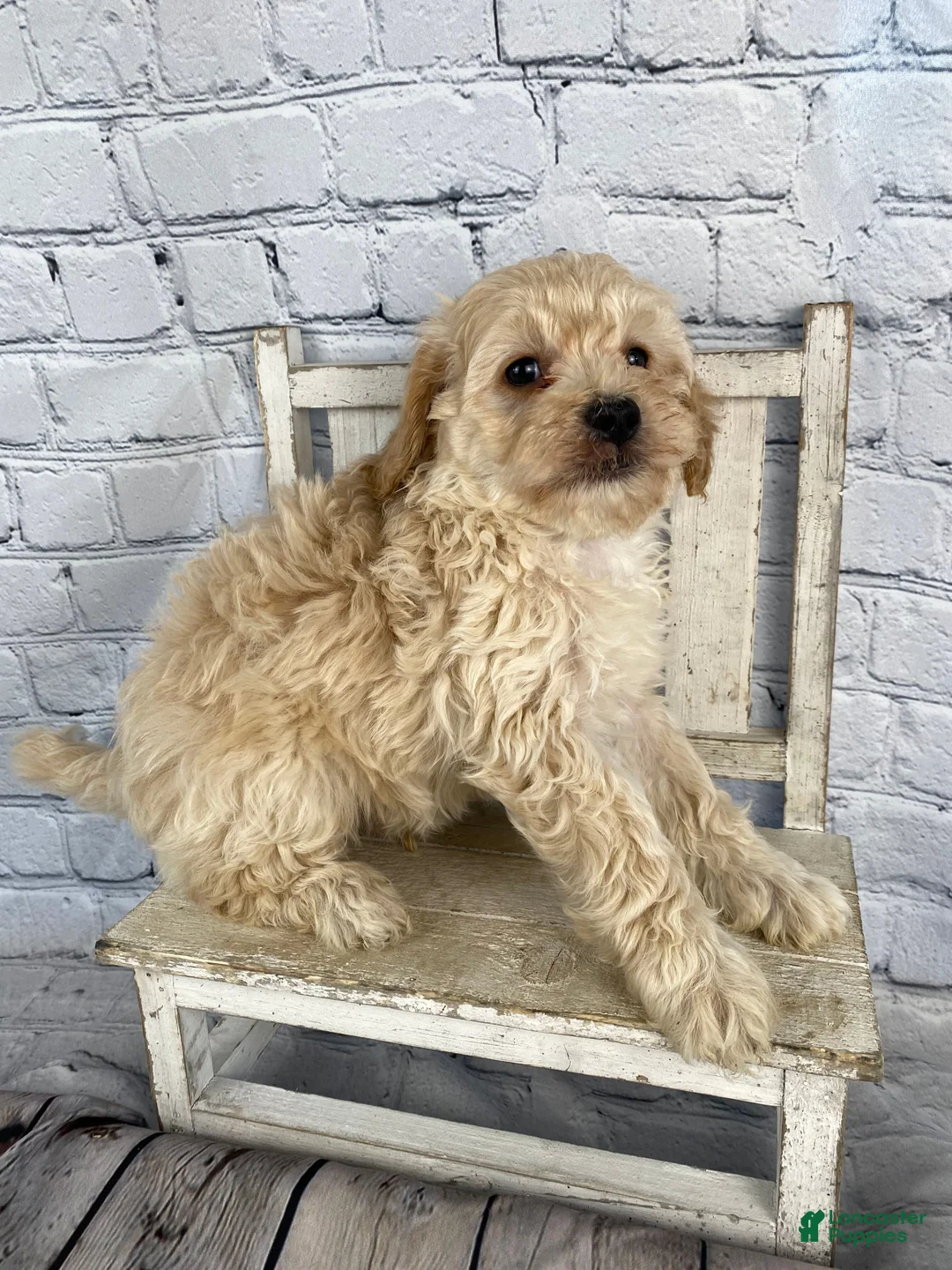 Cavapoo dogs for sale: Tim - Ad 13