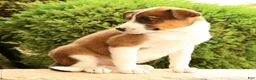 Miniature Australian Shepherd dogs for sale: Boss - Ad 8