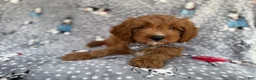 Cavapoo dogs for sale: Benson - Ad 6