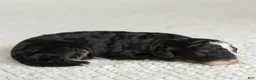 Mini Bernedoodle dogs for sale: Alyssa Miniature Bernedoodle  - Ad 5