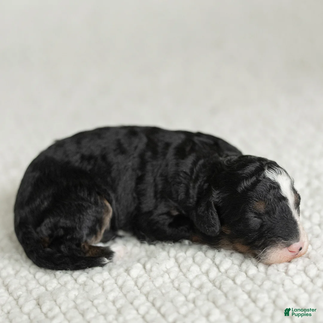 Mini Bernedoodle dogs for sale: Alyssa Miniature Bernedoodle  - Ad 5