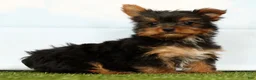 Yorkshire Terrier dogs for sale: Jenna - Ad 4